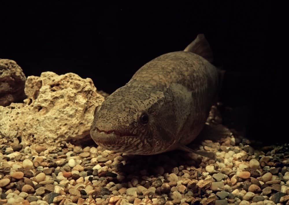 Closeup of Wolffish underwater