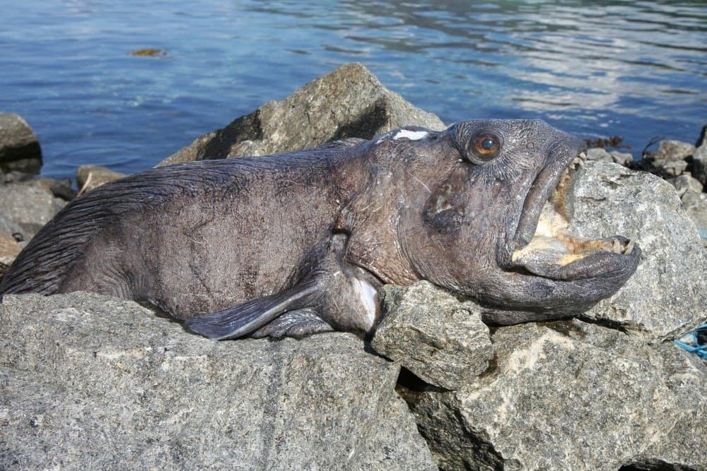 Wolffish lying on rocks