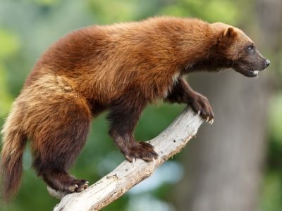 Wolverine Animal Facts | Gulo gulo | AZ Animals