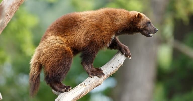 What do wolverines eat - wolverine in a tree