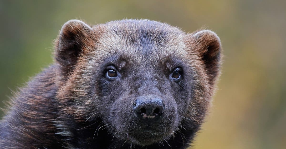 Wolverine Animals