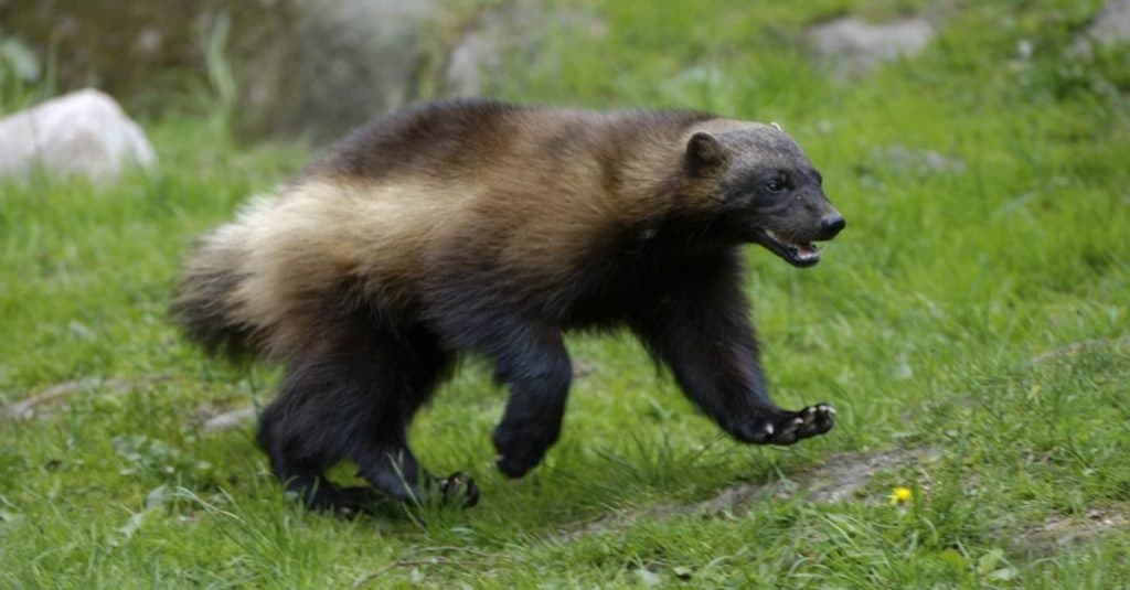 Wolverine walking on grass