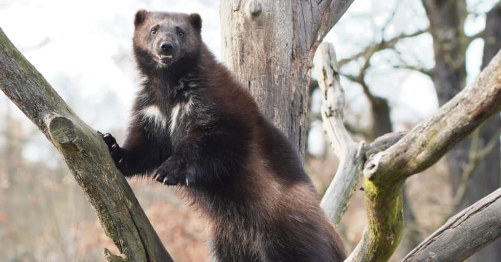 Wolverine standing in a tree