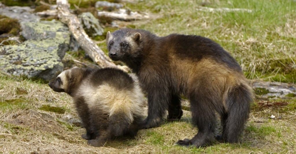 Wolverine mother with a baby