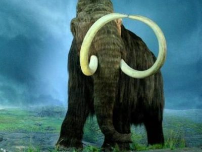 A Woolly Mammoth vs Mastodon: What are the Key Differences?