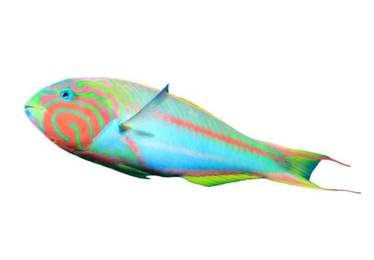 Tropical reef fish (wrasse)