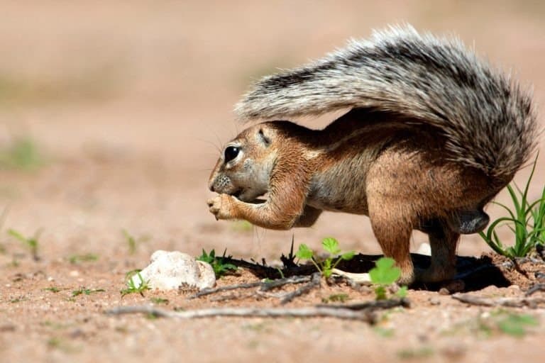 round squirrel (Xerus inauris), in rainy season, Kgalagadi Transfrontier Park, Kalahari desert, South Africa.