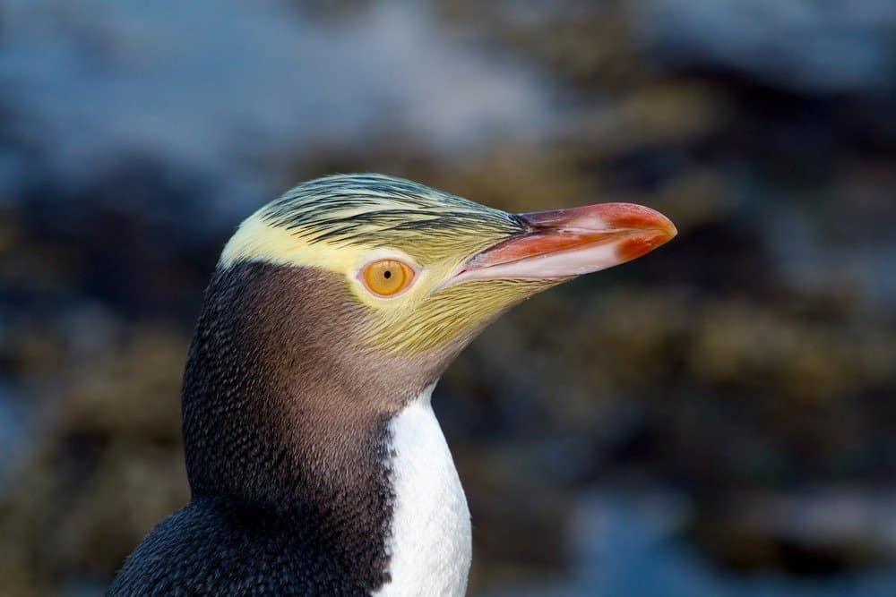 Close up of a yellow-eyed penguin, The penguin has a black back, a white front, and a distinct band of yellow feathers around its eyes and the back of its head, Its actual eye is amber with a back pupil. Its beak is deep orange to red. 
