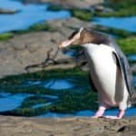 Yellow-eyed penguin