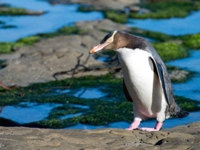 Yellow-Eyed Penguin Picture