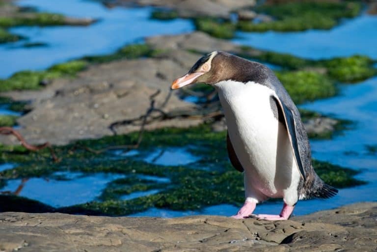 The Yellow-eyed Penguin Megadyptes antipodes or Hoiho: Rarest penguin in the world native to New Zealand