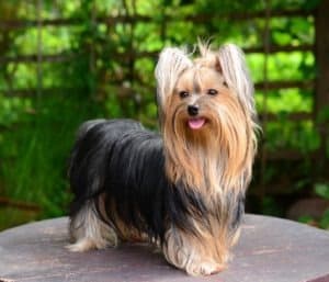 The Best Types of House Dog Breeds - A-Z Animals