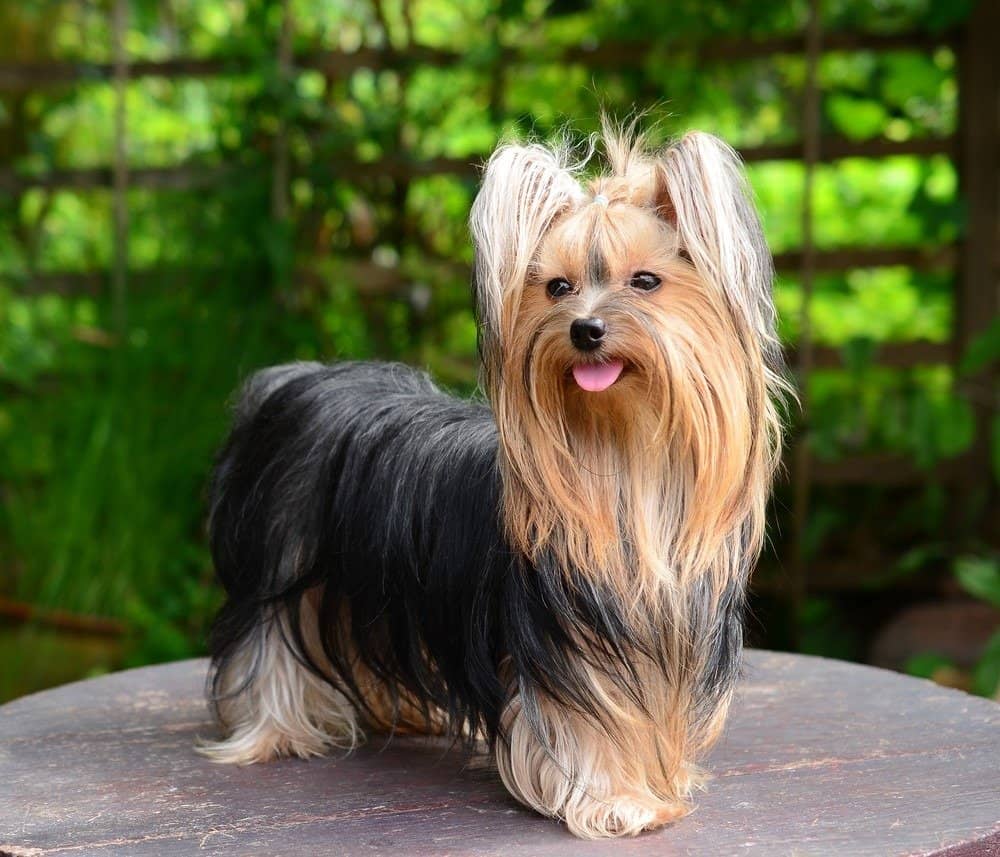 Yorkshire terrier standing outside on a table