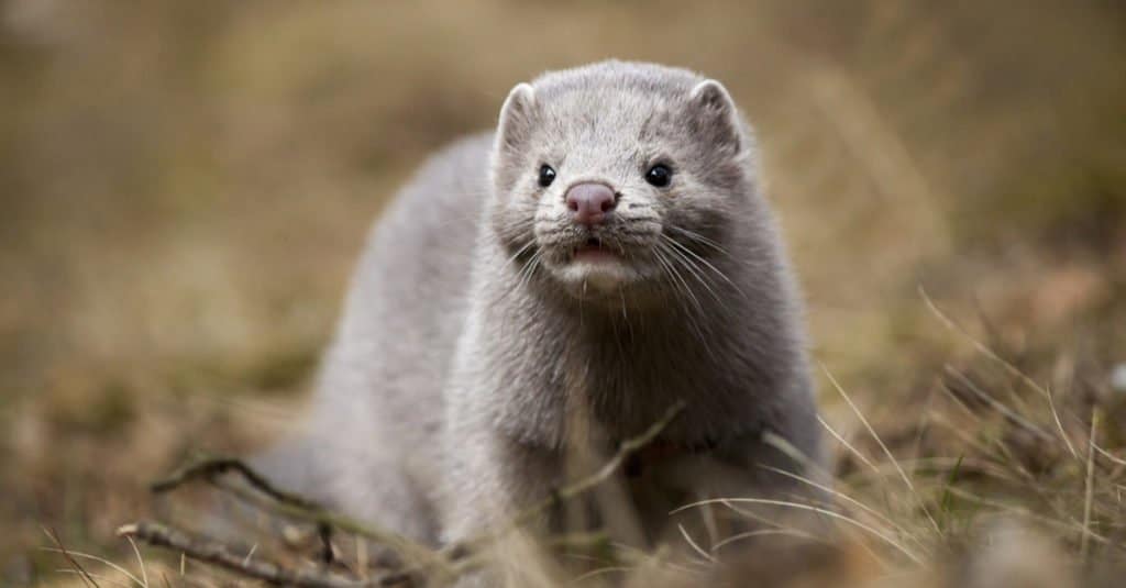 Pine Marten vs Mink: What's the Difference? - A-Z Animals