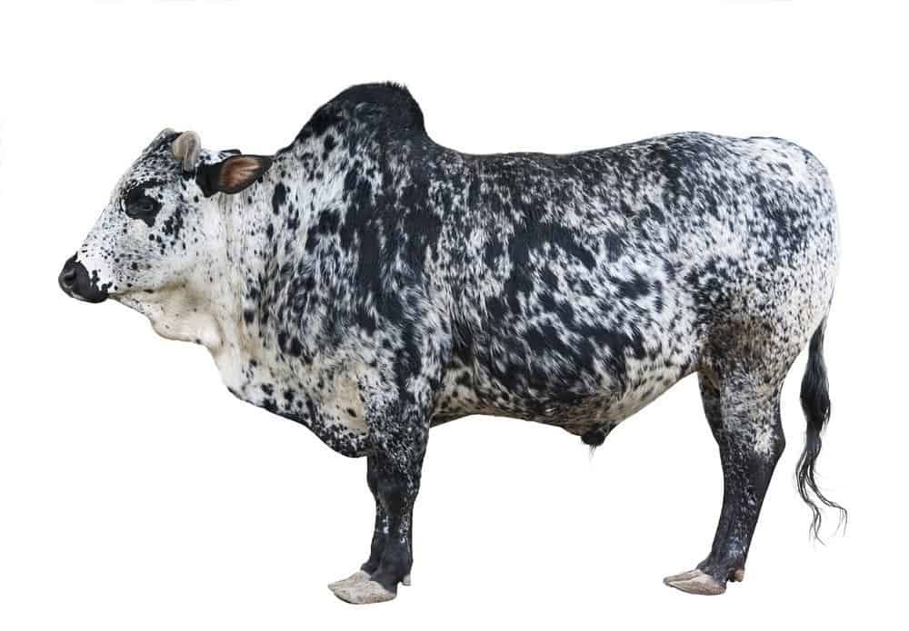 Zebu, sometimes known as humped cattle or Brahman cattle, a type of domestic cattle originating in the Indian Subcontinent