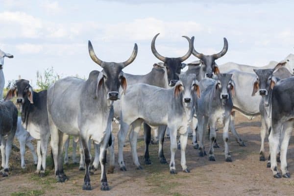 Herd of zebu cattle