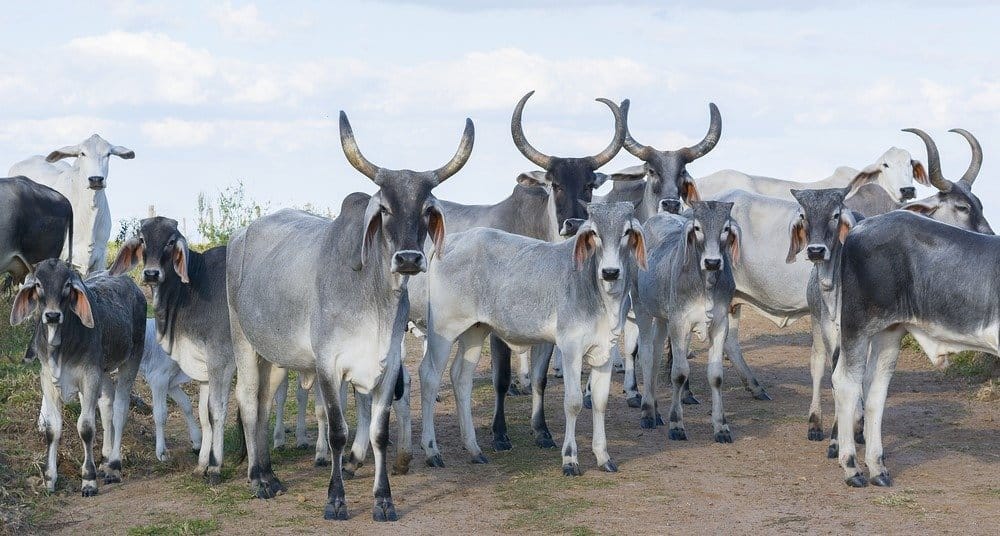 Herde von Zebu-Rindern
