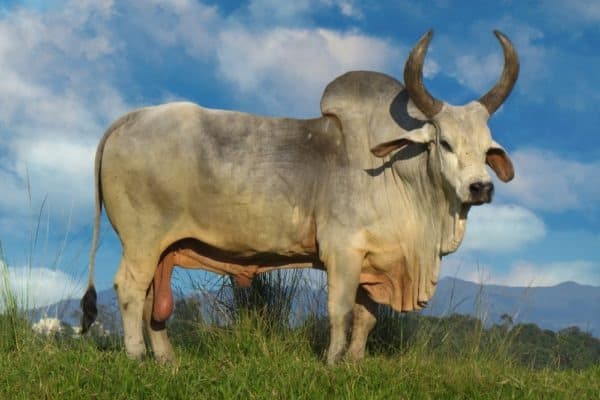 Ox Guzera was the first breed of Zebu cattle to arrive in Brazil. 
