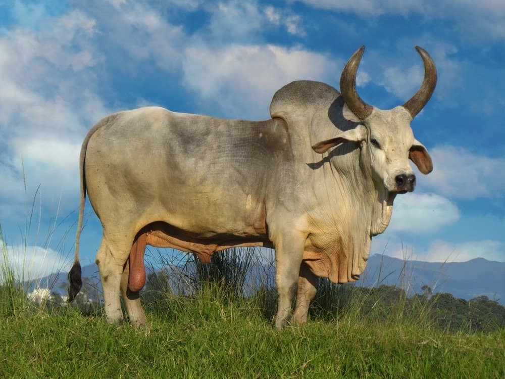 Ox Guzera was the first breed of Zebu cattle to arrive in Brazil.