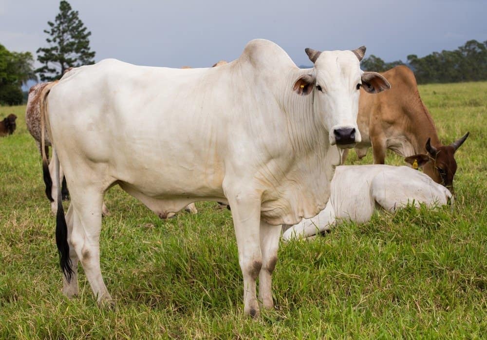 zebu cattle