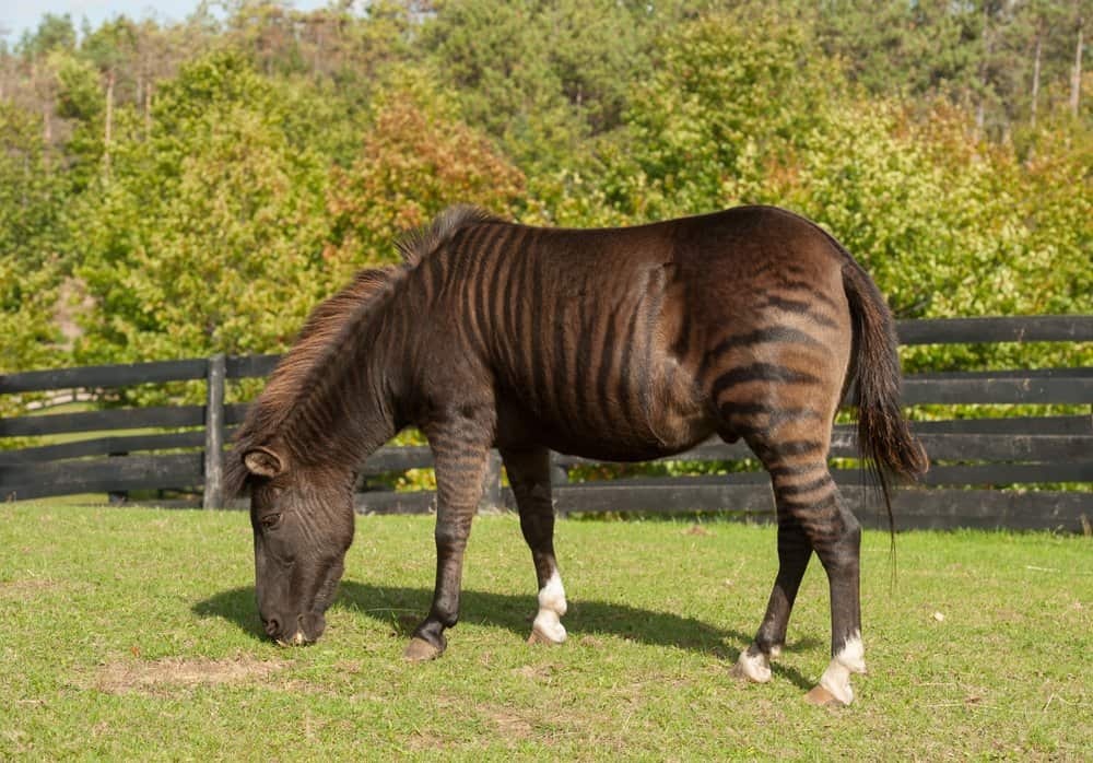 zorse (Equus zebra x Equus caballus) - zebra and horse animal hybrid